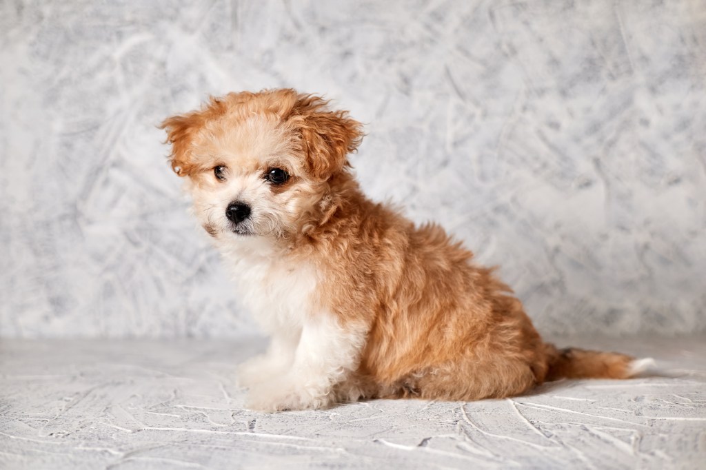 Maltipoo puppy