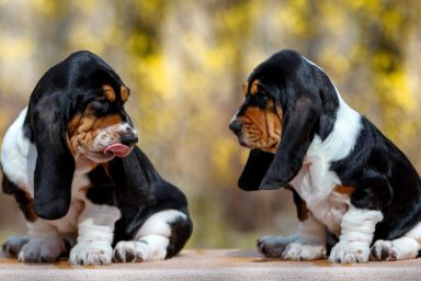 Cute Basset Hound puppies looking at each other, sitting outside