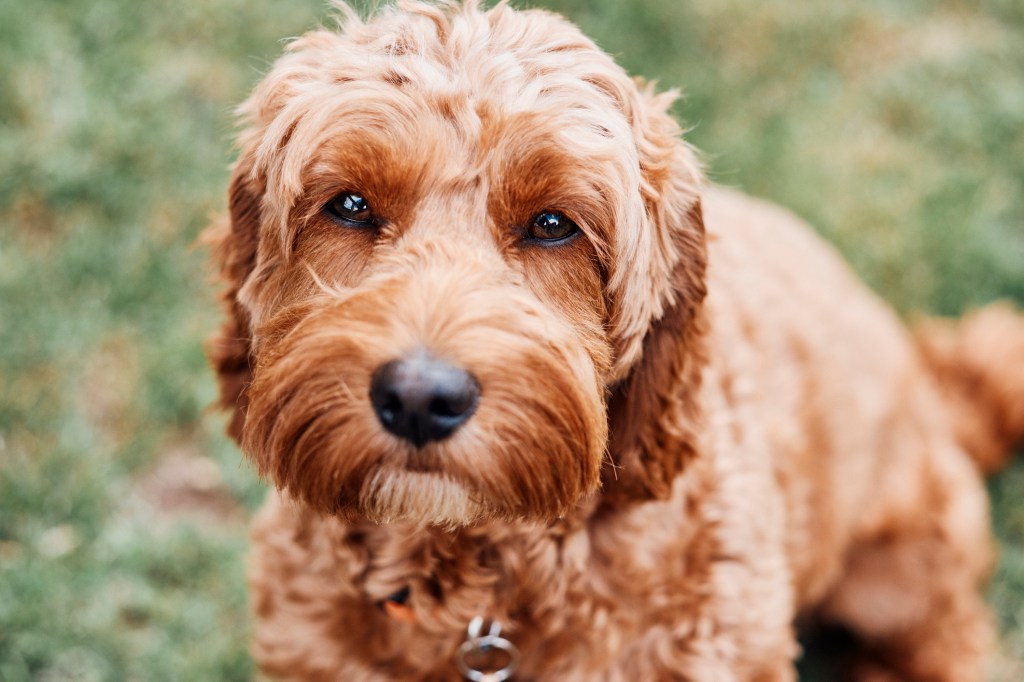 UK, Essex, Cockapoo dog in a green field on an early spring morning