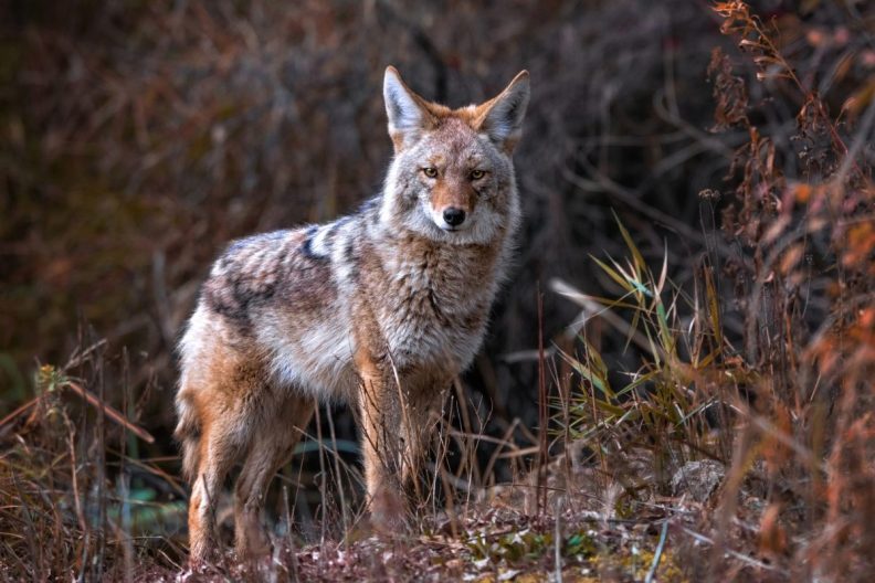 Coyote in nature, like one you should protect your dog during an attack from.