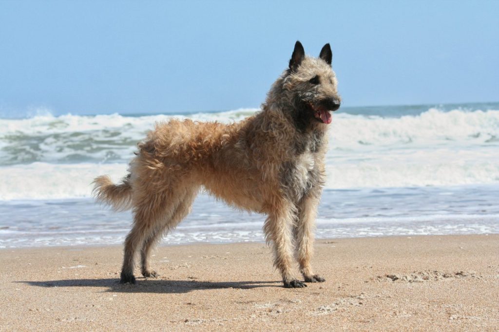 Belgian Laekenois standing on beach