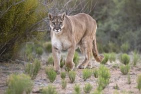 Mountain lion roaming the desert, stalking prey.