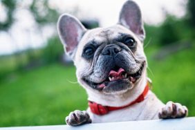 Smiling small dog, a French Bulldog, standing up on a porch with a background of grass.