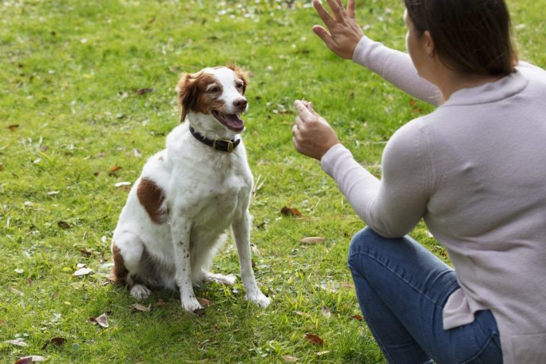 woman training a small, deaf dog using hand signals