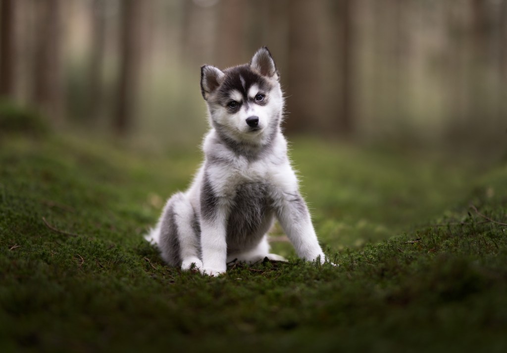 Siberian Husky puppy sitting on grass