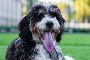 Mini bernedoodle at the Park