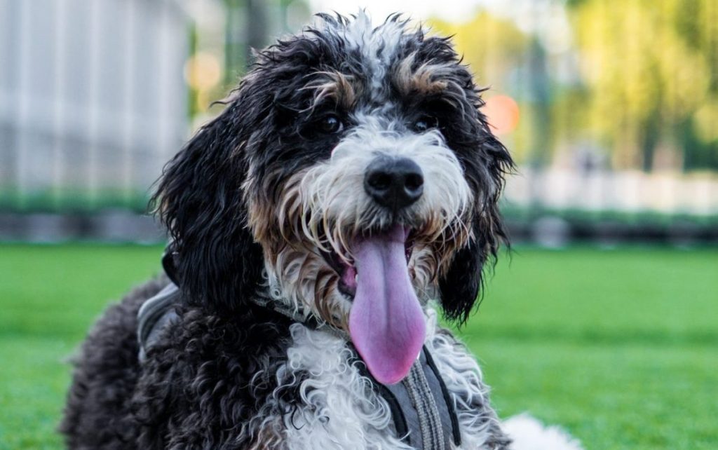 Mini bernedoodle at the Park