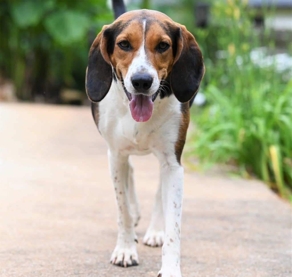 Smiling Treeing Walker Coonhound walking toward camera smiling