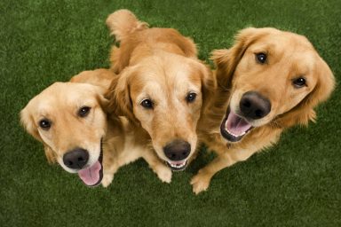 Group of Golden Retrievers in Scotland