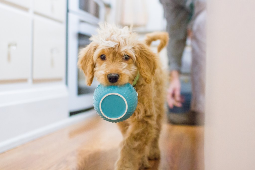 Goldendoodle carrying her dinner bowl.