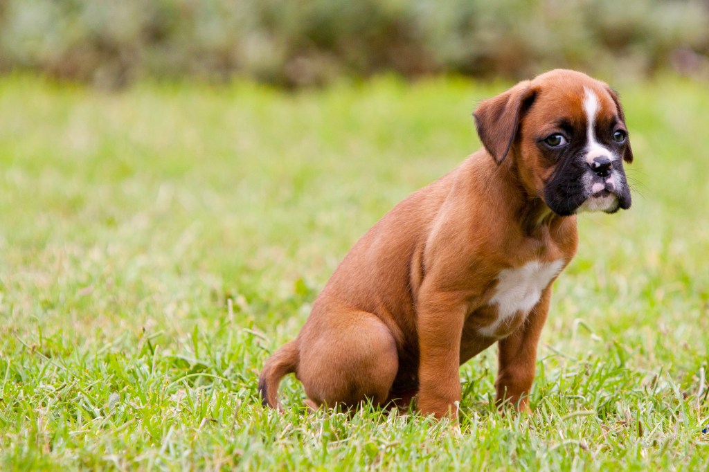 Boxer puppy sitting on grass