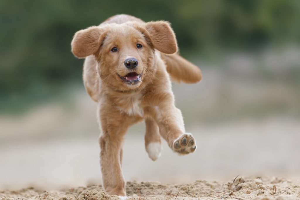 Nova Scotia Duck Tolling Retriever puppy running