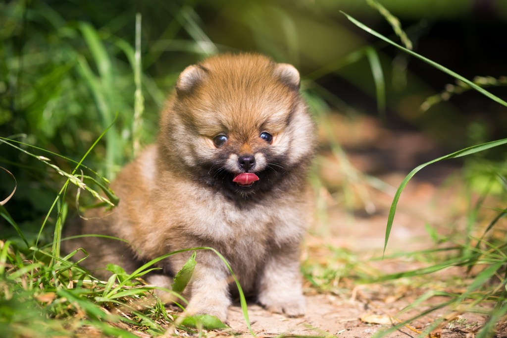 Pomeranian puppy in grass