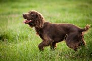 Boykin Spaniel male dog