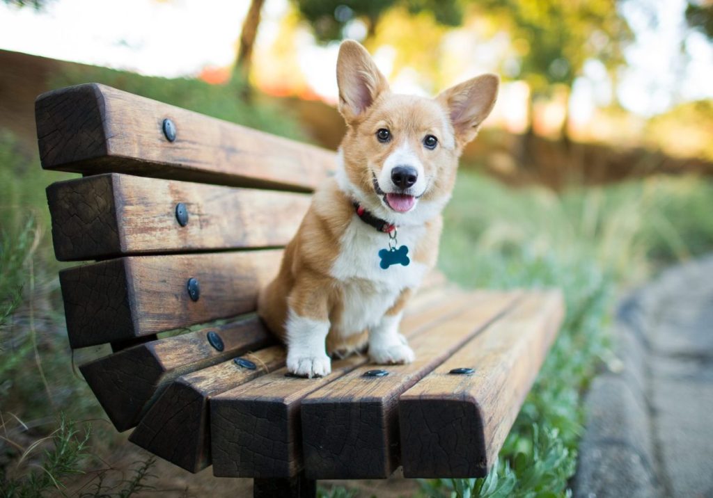 Corgi puppy sitting on bench.