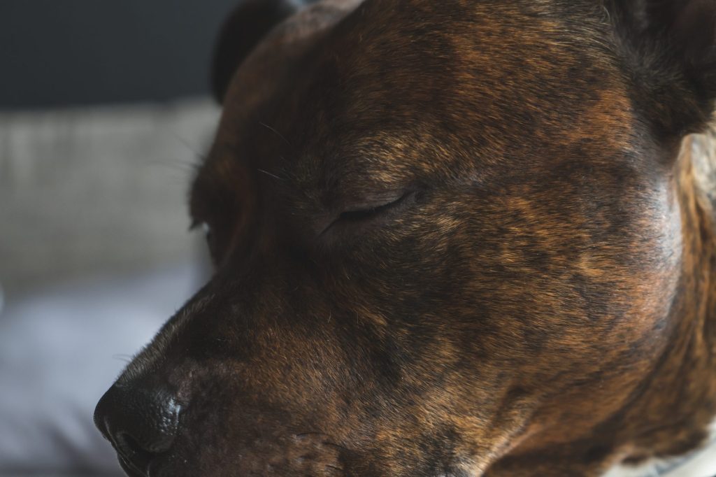 Close up of a brindled puppy's head. The dog's eyes are closed.