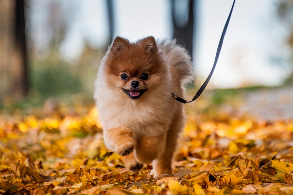 Pomeranian puppy running in leaves