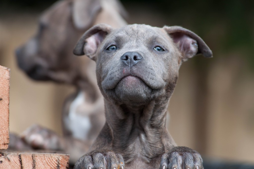 Dark-colored Pit Bull puppy close-up