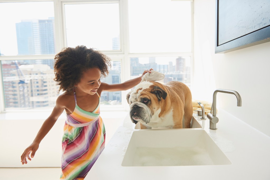 child bathing english bulldog in sink