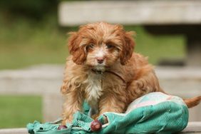 cute Cavapoo puppy