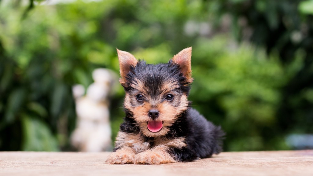 Yorkshire Terrier Yorkie puppy sticking tongue out