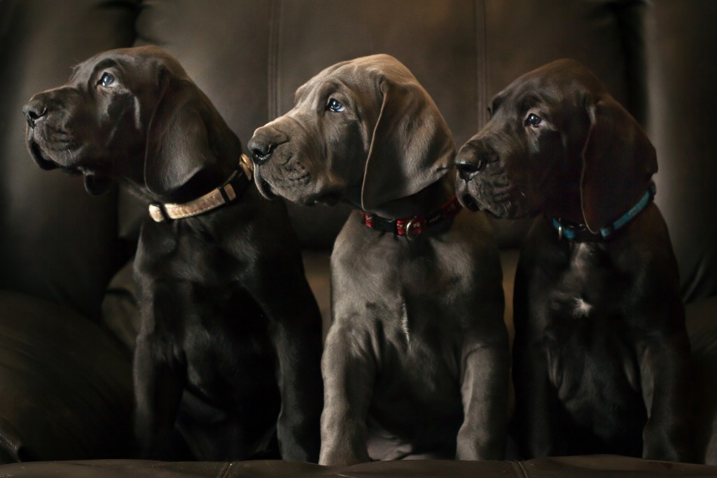 Three Great Dane puppies on leather couch.