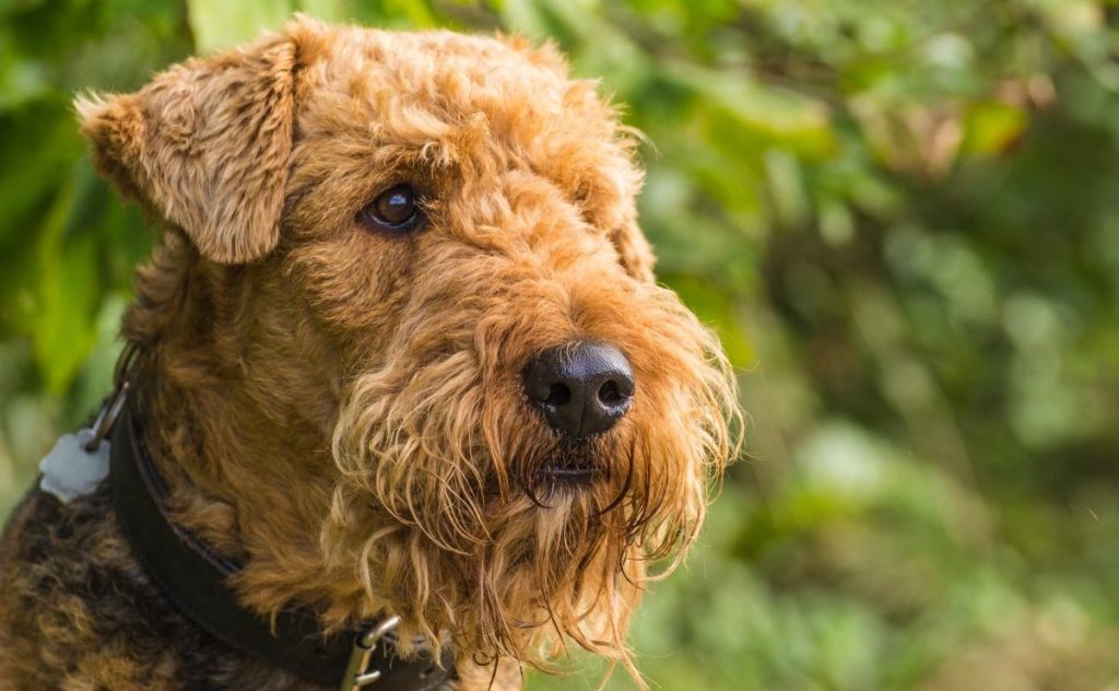 Portrait Airedale Terrier