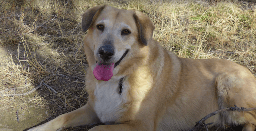 Chinook dog in grass