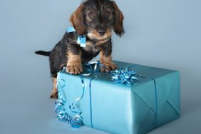 Dachshund puppy climbing on blue wrapped present from dog gift registry