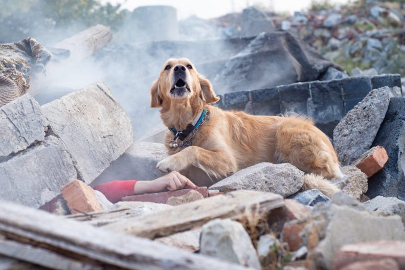 Cadaver Dog looking for injured or deceased people in ruins after Maui Wildfires.