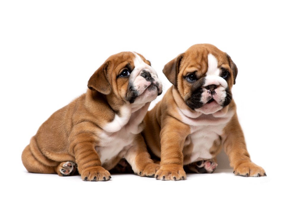 Two English Bulldog puppies isolated against white background