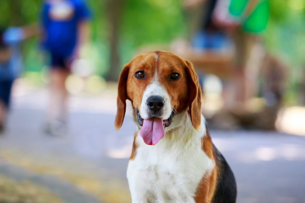 The dog breed American Foxhound