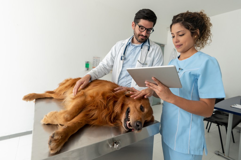 veterinarian and assistant treating dog with hip dysplasia