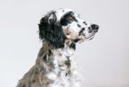 English setter dog on a white backdrop