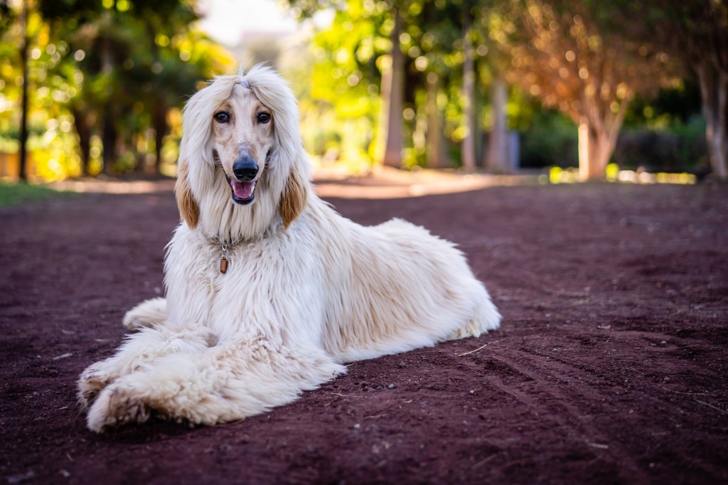 An Afghan Hound sitting on ground