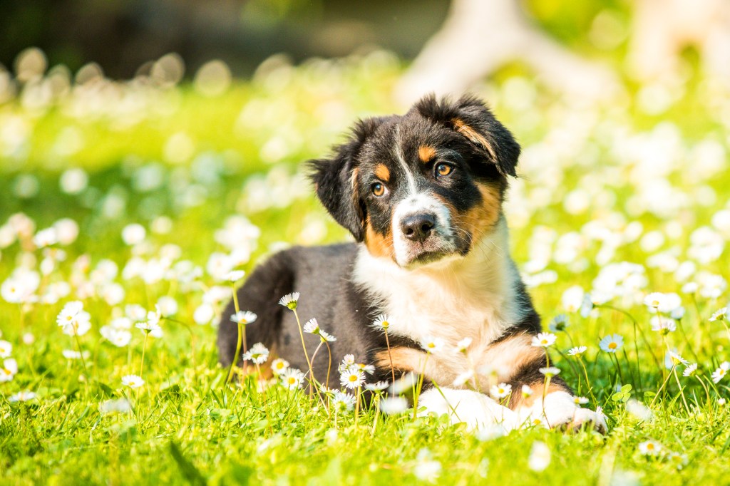 Australian Shepherd puppy lying in grass