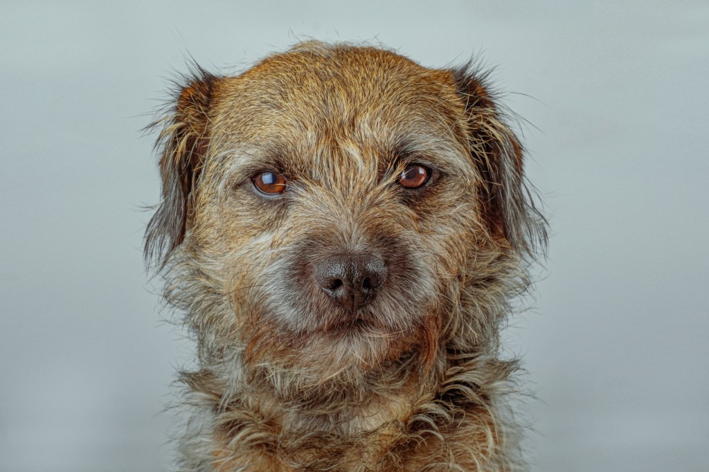 Border Terrier staring into camera