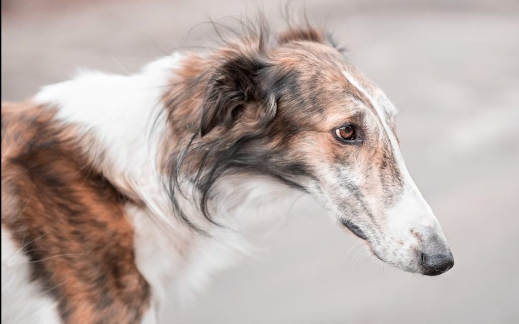 tri-color borzoi dog