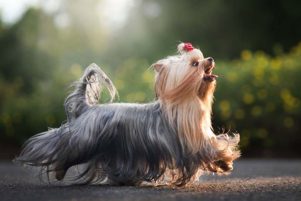 Yorkshire Terrier running on sidewalk