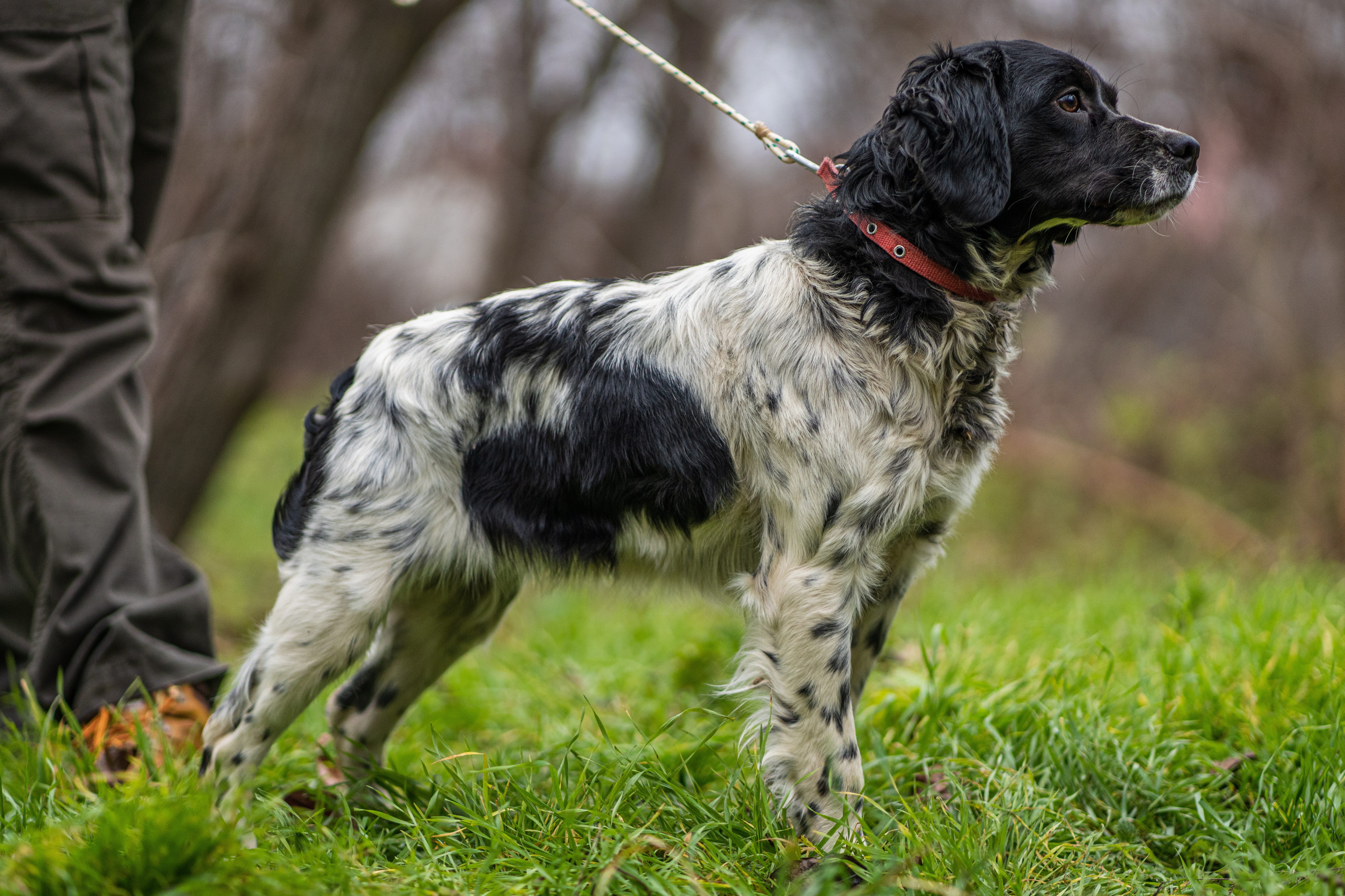 Side view of man standing next to his Brittany Spaniel holding a leash.