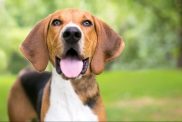 happy american foxhound