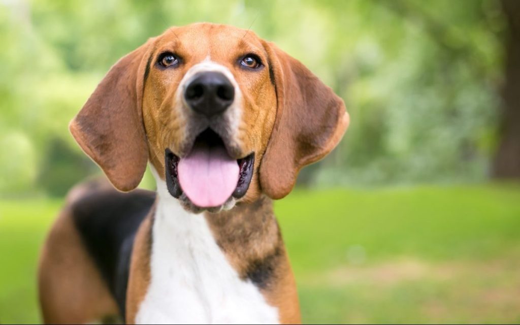 happy american foxhound