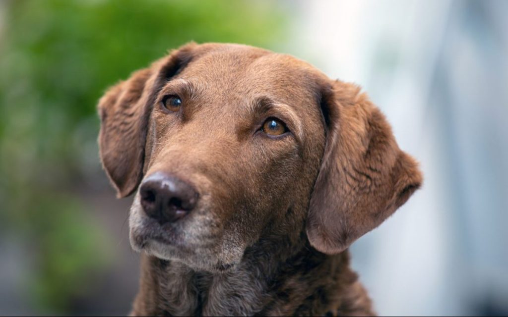 portrait of Chesapeake bay retriever