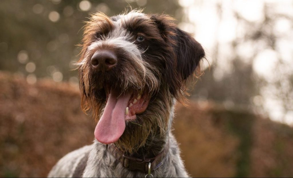 German wirehaired pointer portrait