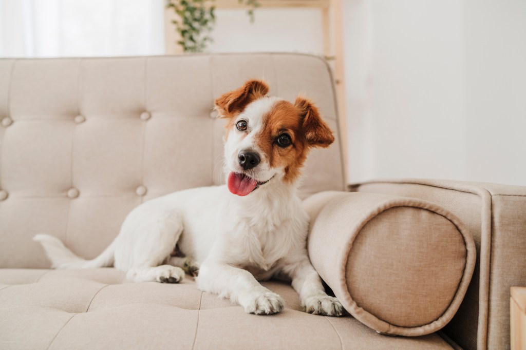 Jack Russell Terrier on couch