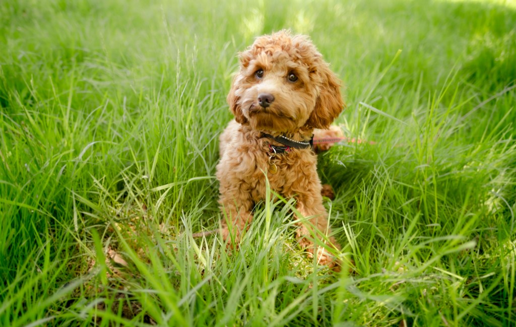 A golden Cavapoo, one of many types of Doodle Dogs, sitting in the grass. 