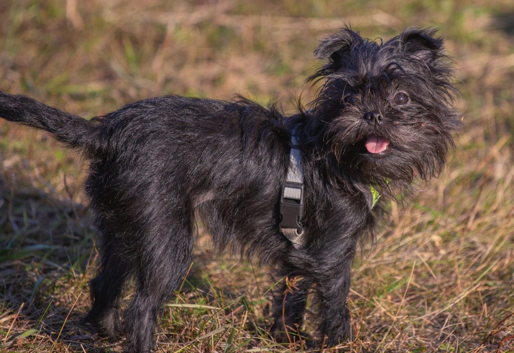 Black Affenpinscher standing in grass.