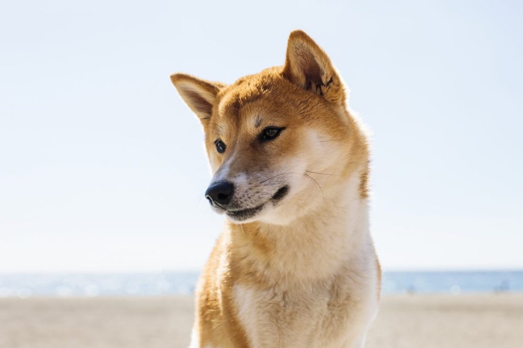 Doge meme Shiba Inu