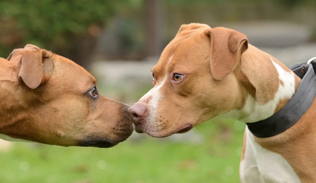 two Pit Bulls displaying aggression