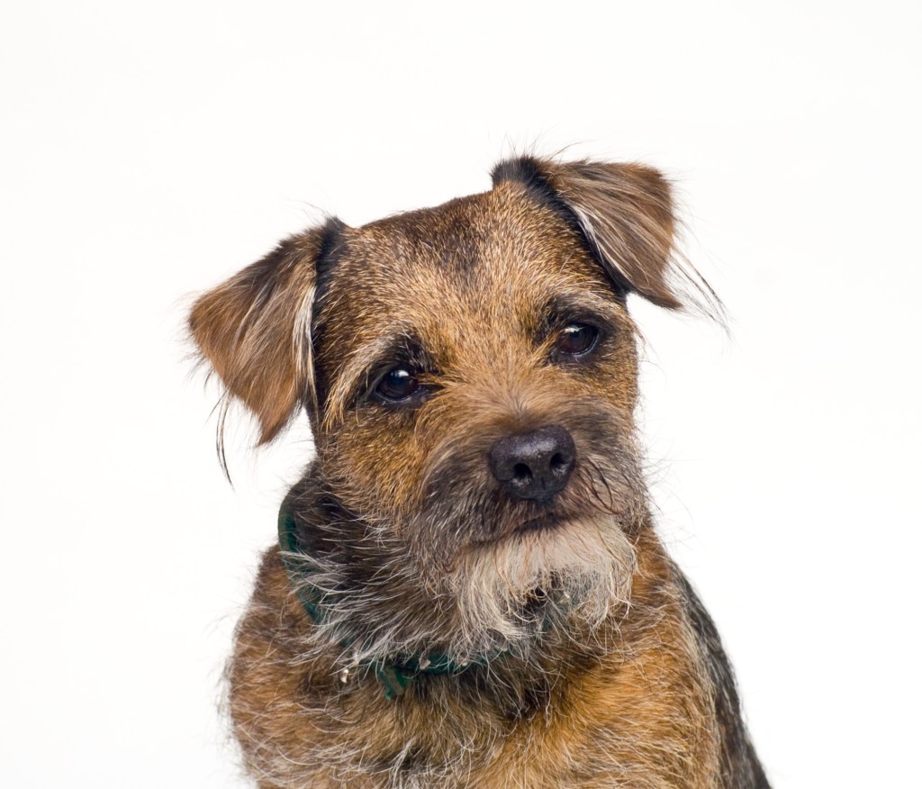 Border Terrier taken against  a white paper background in natural daylight.